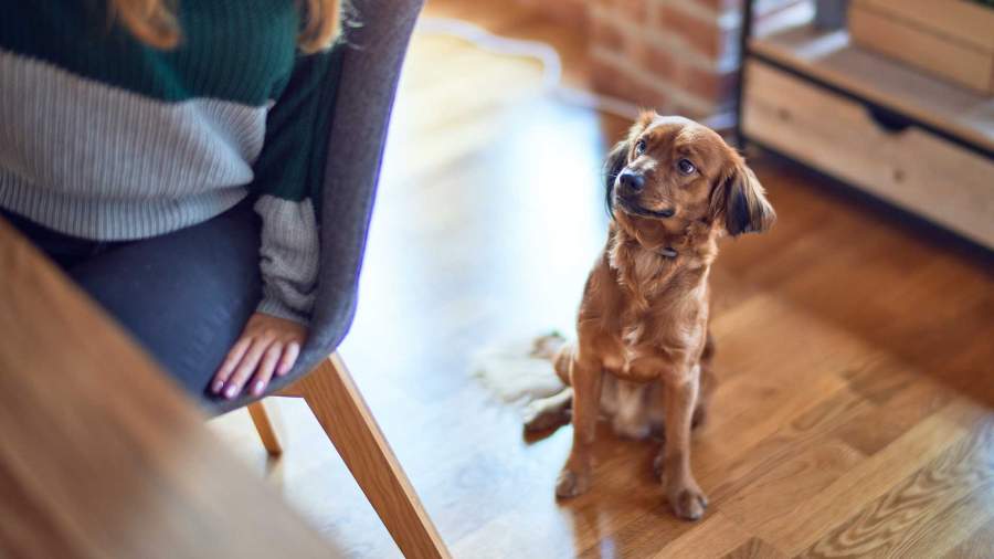 Experts told about the treats from the New Year’s table that are acceptable for dogs