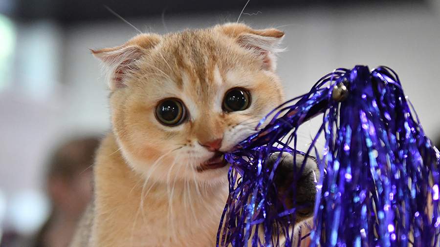 Zoopsychologist spoke about ways to prepare pets for the New Year