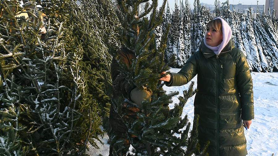 Experts talk about caring for Christmas trees