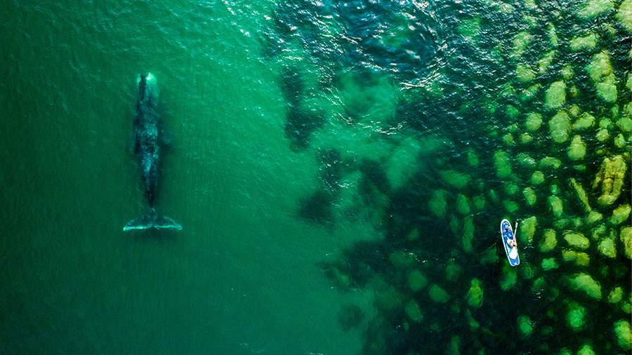 Putin supported the ban on catching cetaceans for cultural and entertainment purposes
