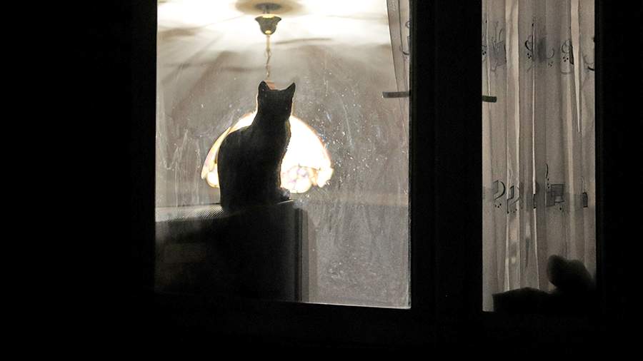 A resident of Moscow has more than 100 cats in her apartment