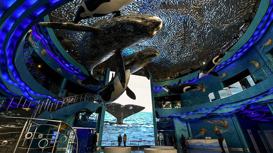 More than 900 million rubles will be charged from the builder of the Primorsky Oceanarium