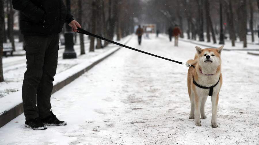 The State Duma proposed to introduce fines for improper maintenance of animals