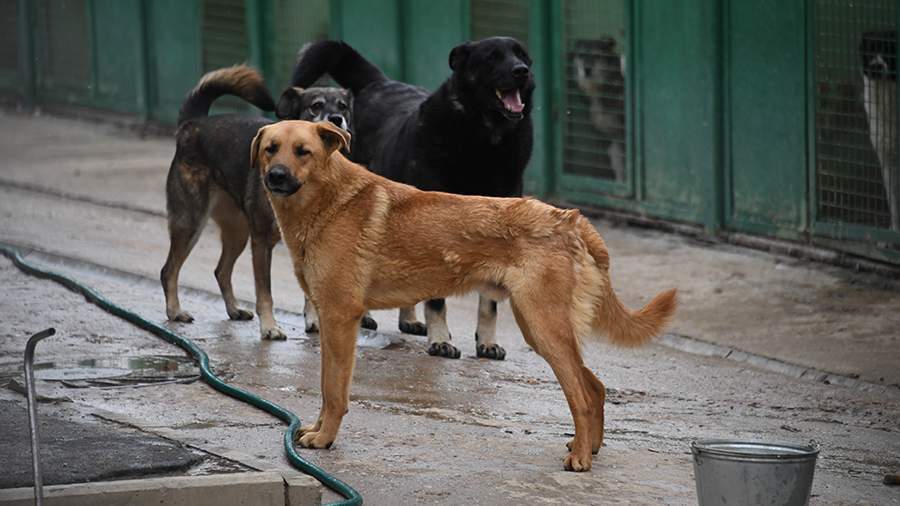 A stray dog ​​bit a little girl on Sakhalin