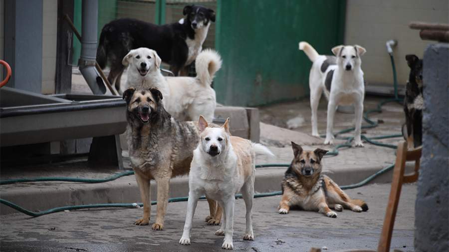 The Governor of Transbaikalia instructed to solve the problem of stray animals