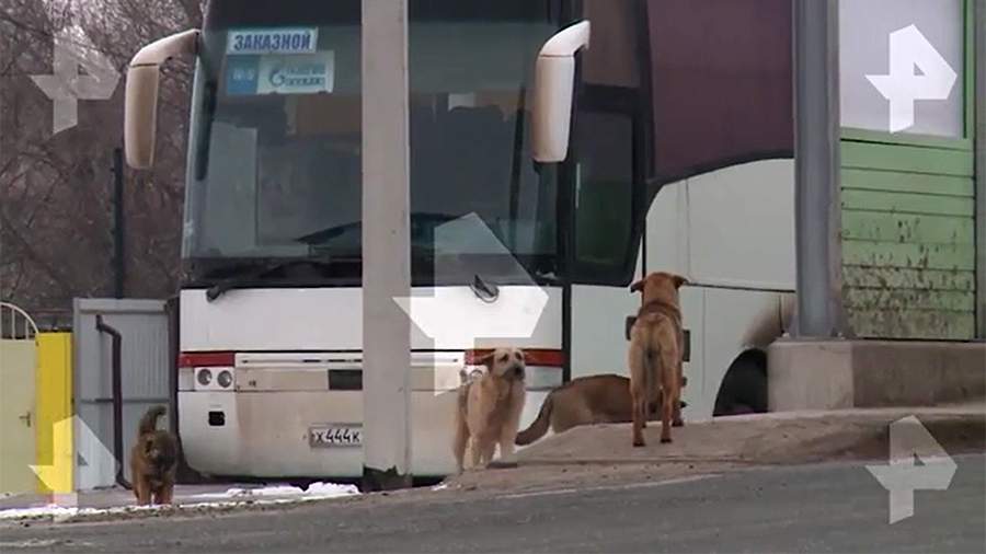 Mayor of Astrakhan urged to revise legislation to protect people from stray dogs