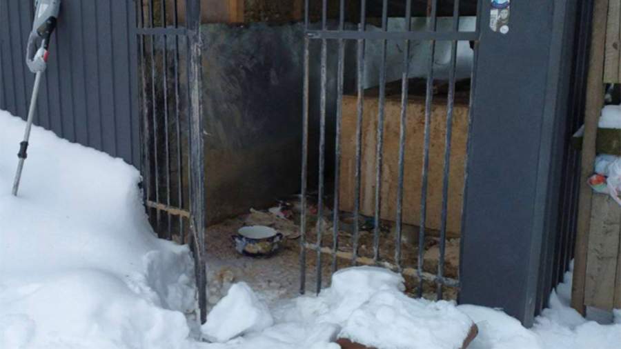 In the suburbs opened a case after the discovery of dozens of emaciated cats