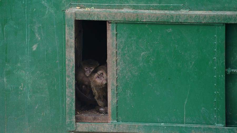 The State Duma asked to check circuses and zoos for licenses