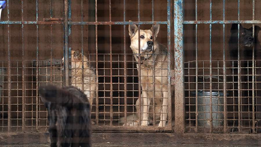 In Chukotka, after a prosecutor’s check, shelters for stray dogs will be created