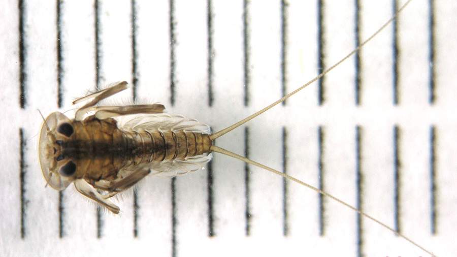 Scientists discover world’s first rock-destroying freshwater insects