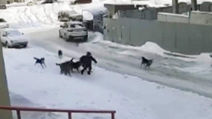 A pack of stray dogs attacked a schoolboy in the center of Ufa