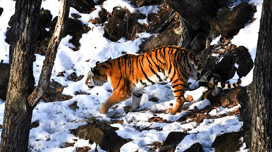 The tiger came out to people in Primorye