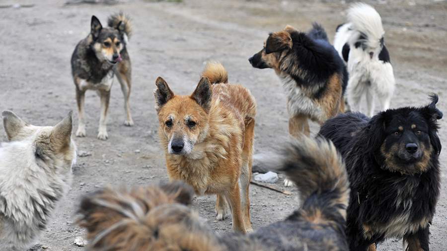 Deputies of Primorye have developed measures to combat stray dogs