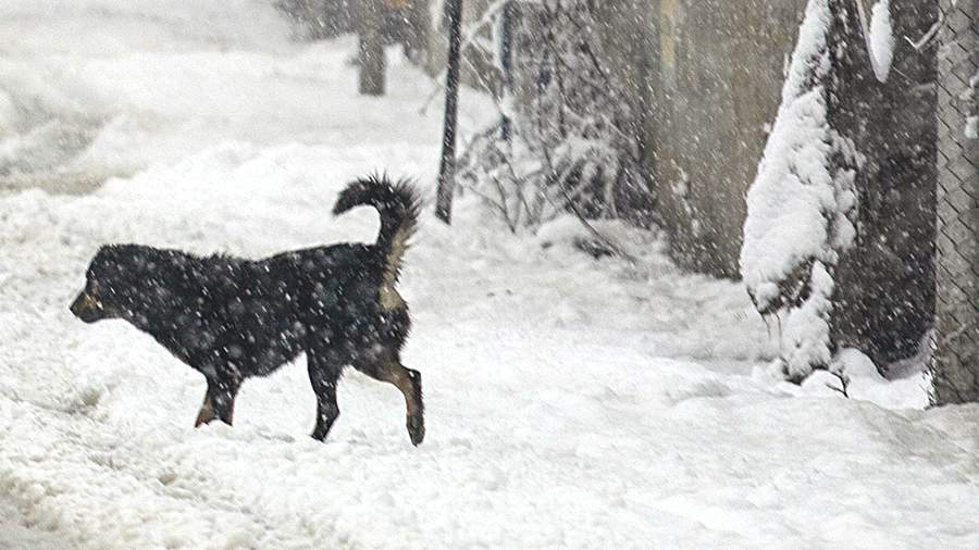 A pack of stray dogs attacked a pensioner near Ryazan