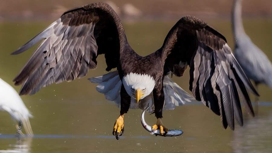 Biologists have identified signs of lead poisoning in bald eagles in the US