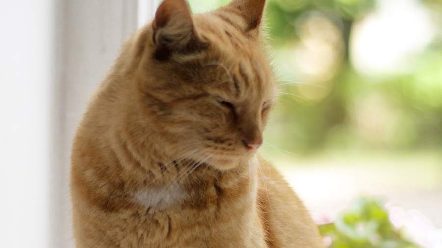 In St. Petersburg, the cat-mascot of the Anna Akhmatova Museum died