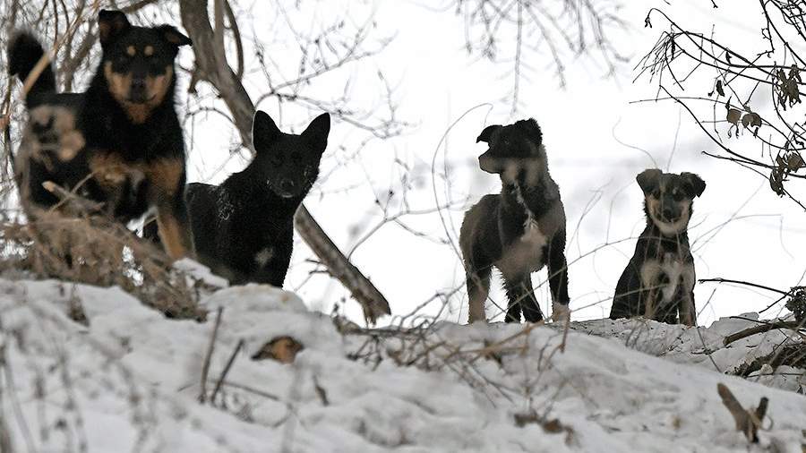 A pack of stray dogs attacked a nine-year-old girl near Lipetsk