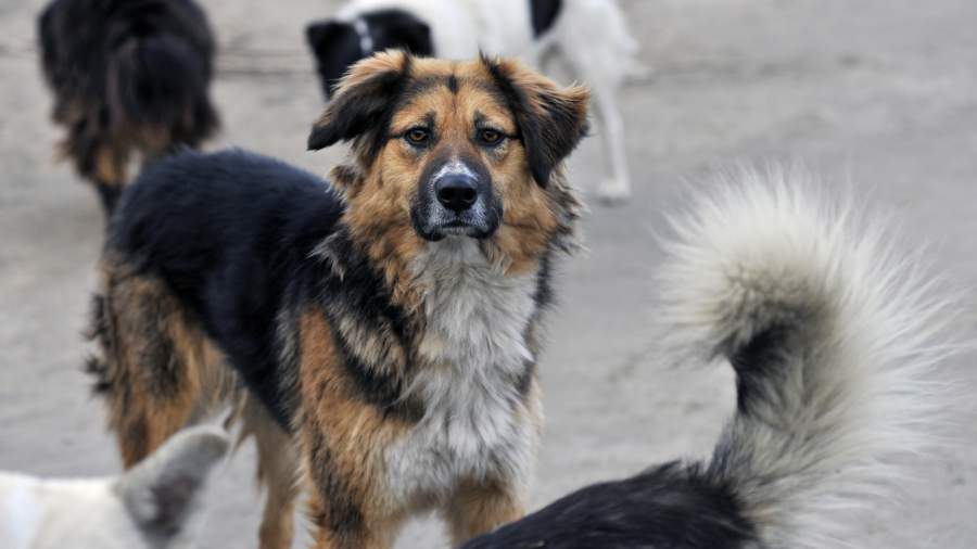 A stray dog ​​bit a seven-year-old child in Chelyabinsk