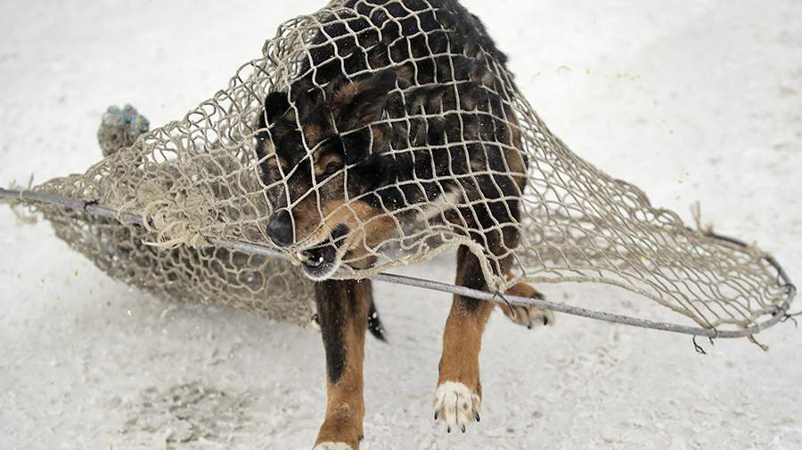 The prosecutor’s office will check the reports of the invasion of dogs near Novgorod