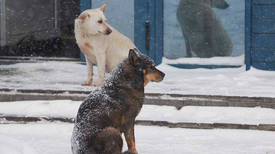 High alert mode introduced in Transbaikalia due to dog attacks