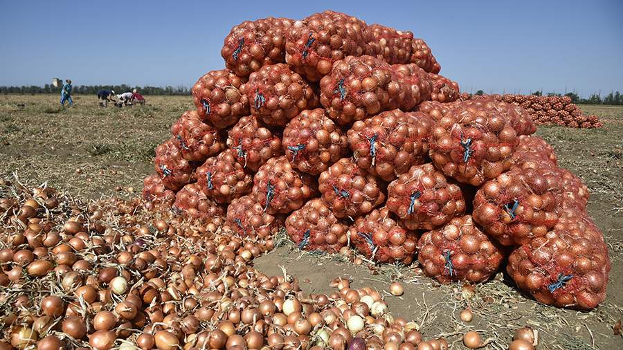 In Russia, predicted an increase in the harvest of vegetables by 10%