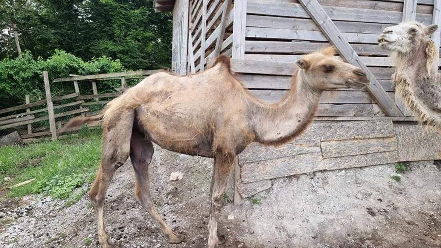 Прокуратура Сочи проверит условия содержания истощенных верблюдов
