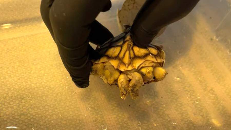 В Нидерландах родилась двухголовая черепаха
