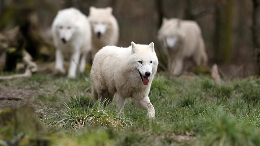 Китайские ученые первыми в мире клонировали арктического волка
