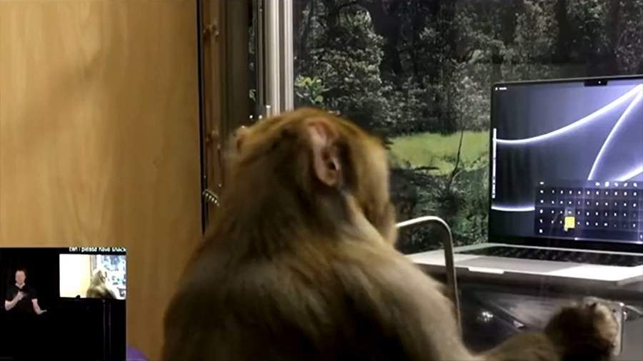 Компания Илона Маска показала ролик с просящей еду силой мысли обезьяной
