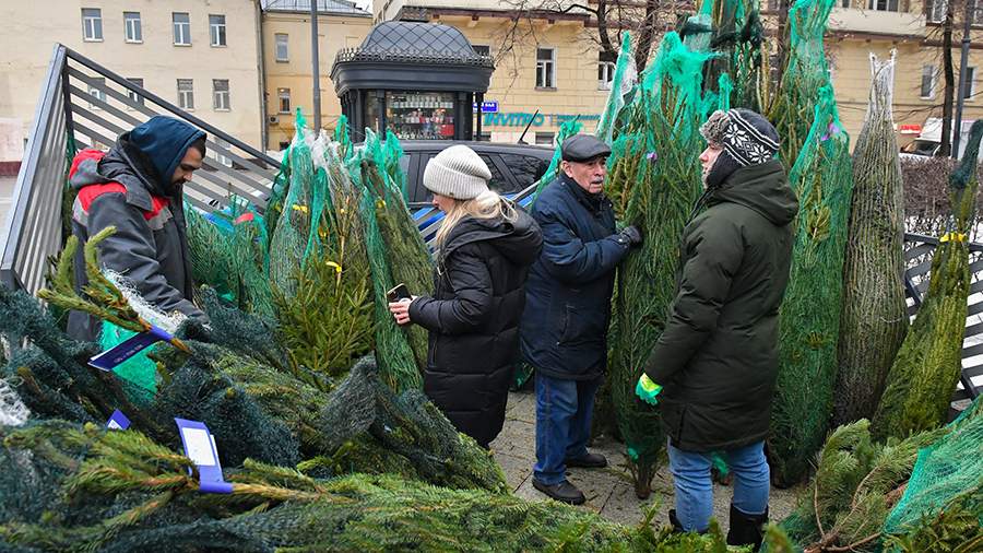 Ель полезные свойства и противопоказания