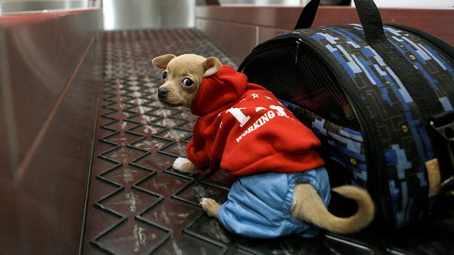 «Аэрофлот» сообщил о тестировании услуги по перевозке животных на ...