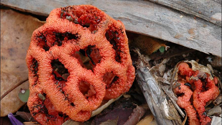 Clathrus_ruber.jpg?itok=wT4n6X3Y