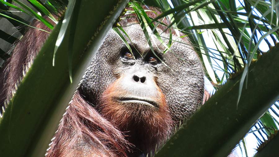 Суматранский орангутан первым из животных использовал травы для лечения раны