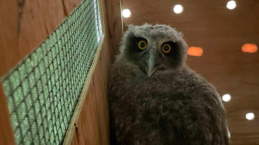 Фото: t.me/Moscowzoo_official