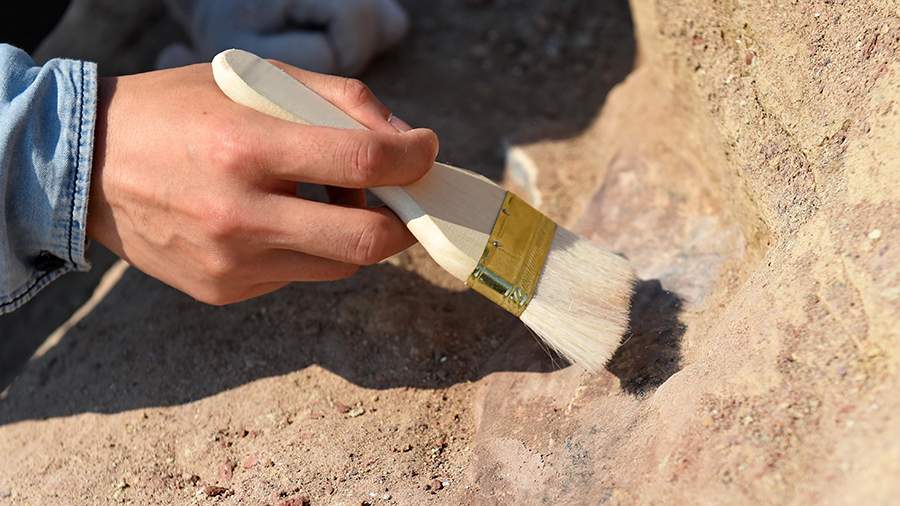 Палеонтологи открыли новый вид вымершего гигантского медведя
Палеонтологи открыли новый вид вымершего гигантского медведя