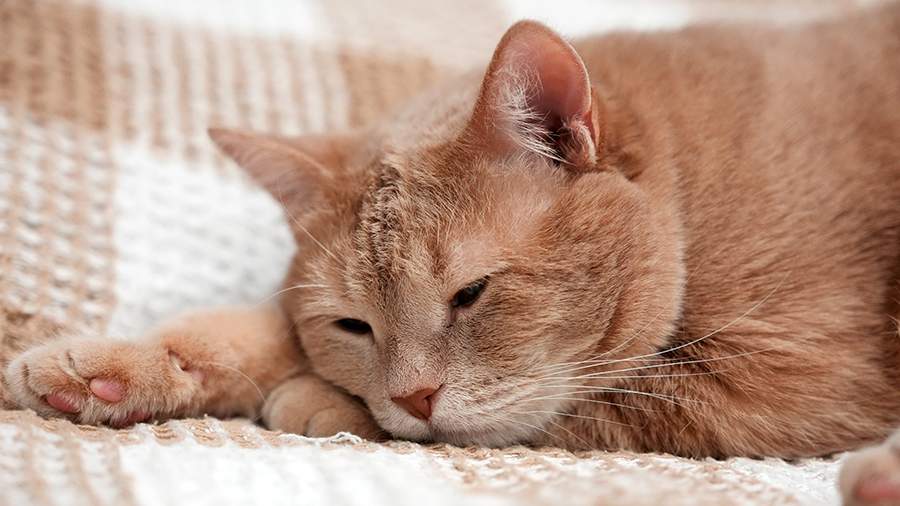 A Chinese resident earned $23,000 for caring for other people's cats ...