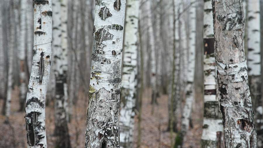 Врач назвала главный аллерген Подмосковья