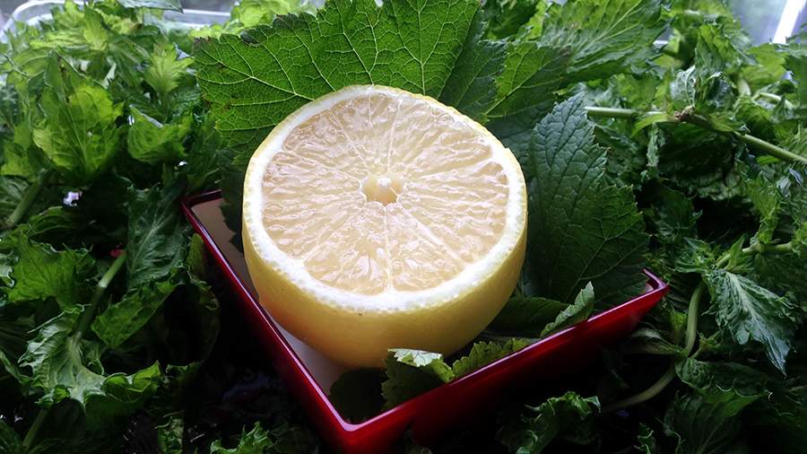 Борьба с дефицитом витамина С в России