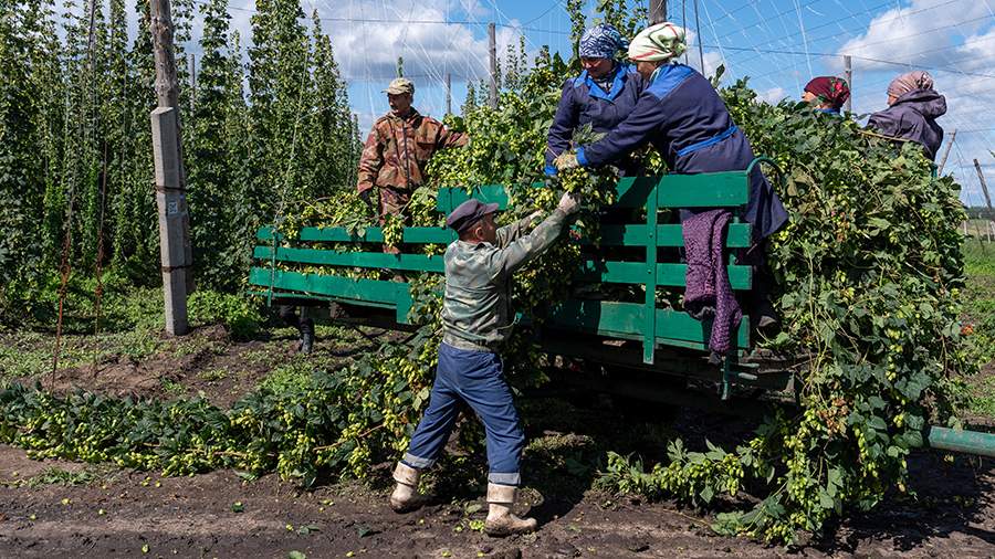 Производство хмеля в РФ может вырасти до 2 тыс. т к 2060 году
