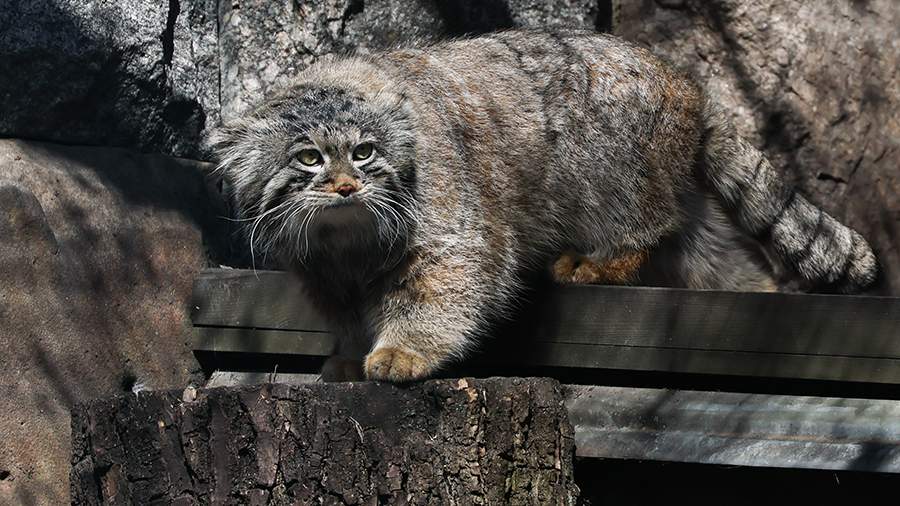 Japan announced the impossibility of transferring the bride for manul ...