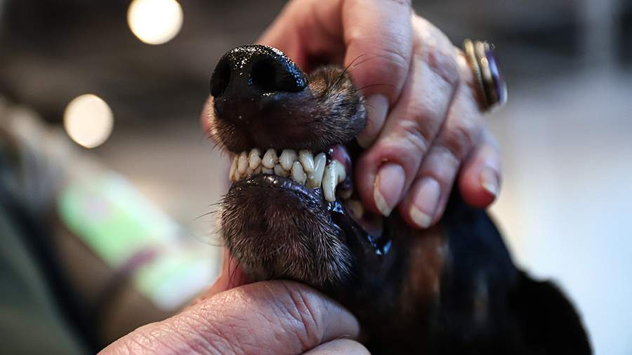 The dog handler listed the signs of dental problems in dogs | Society ...