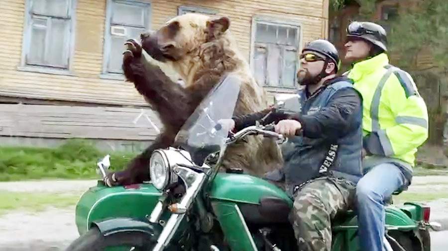 можно ли льва держать в квартире