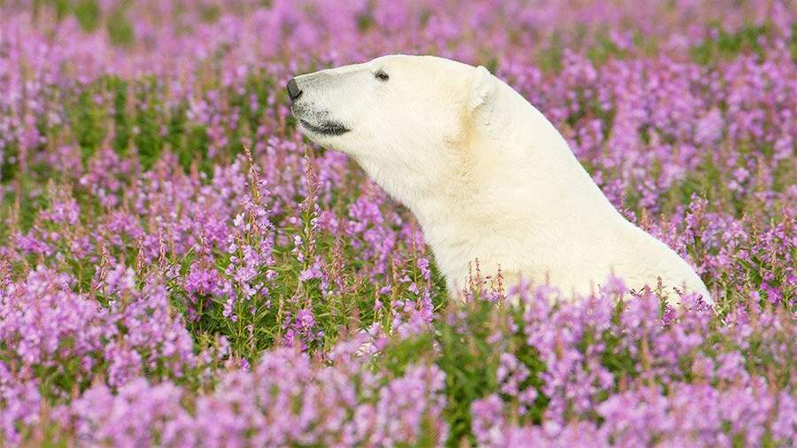 Белый медведь в зарослях цветов в провинции Манитоба, Канада
