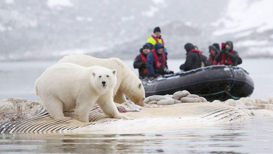 Туристы на резиновой лодке плывут мимо двух белых медведей