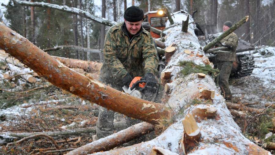 валежная древесина что такое. Смотреть фото валежная древесина что такое. Смотреть картинку валежная древесина что такое. Картинка про валежная древесина что такое. Фото валежная древесина что такое