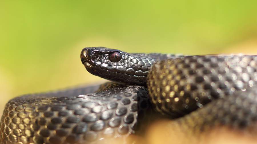 Одна из ядовитых змей — гадюка Никольского