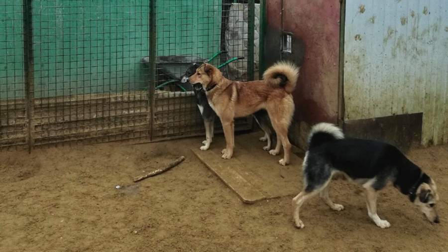 %D0%BF%D0%B5%D1%81 для чего нужен приют для бездомных животных