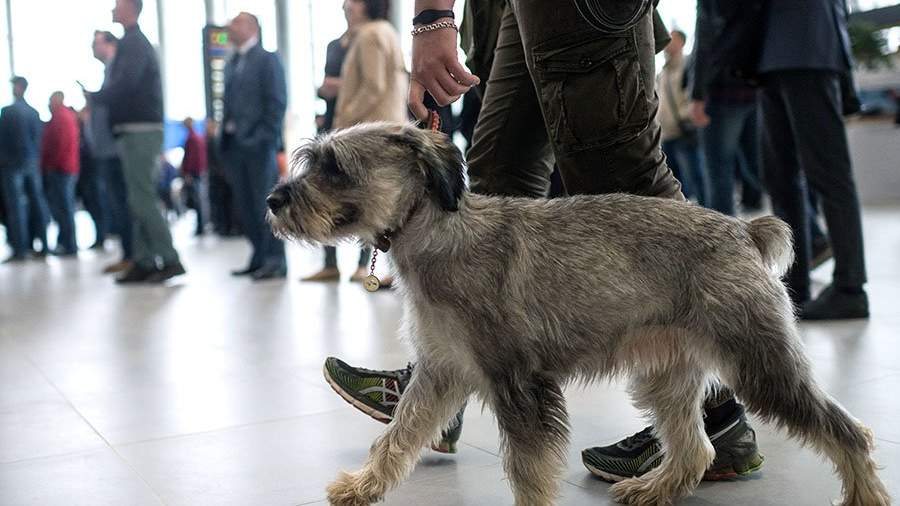 собака в аэропорту