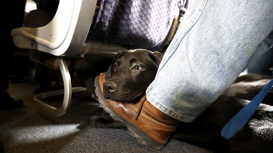 собака в салоне самолета