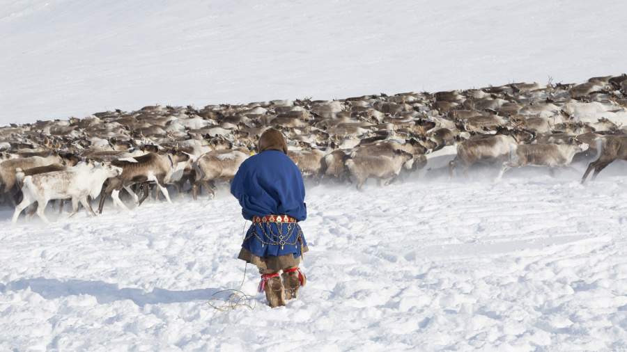 Экономика из архаики: кто сегодня занимается развитием оленеводства в русской Арктике